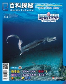 百科探秘·海底世界 21年4月号